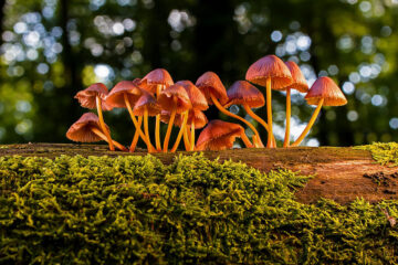 champignons