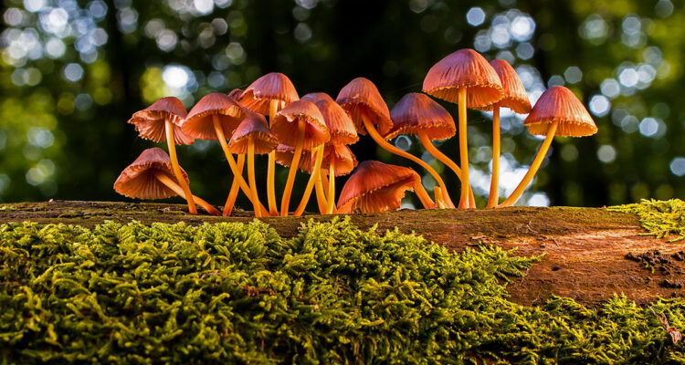 champignons