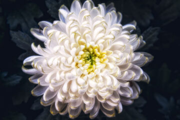 Chrysantheme