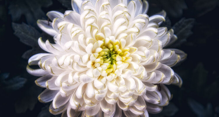 Chrysantheme
