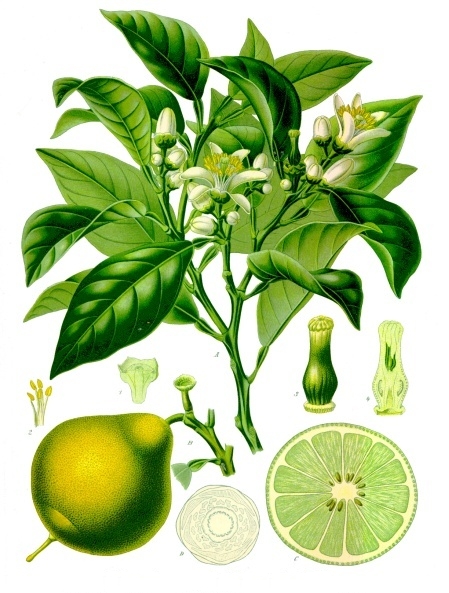 Citrus_bergamia_-_Köhler–s_Medizinal-Pflanzen-184 Bergamote