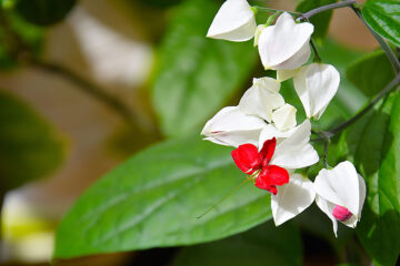 Clerodendrum