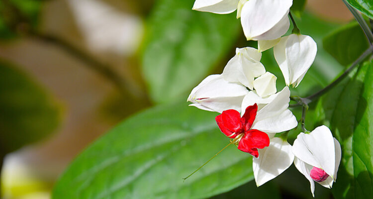 Clerodendrum