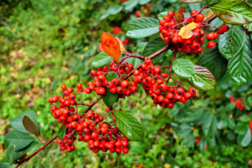 Cotoneaster
