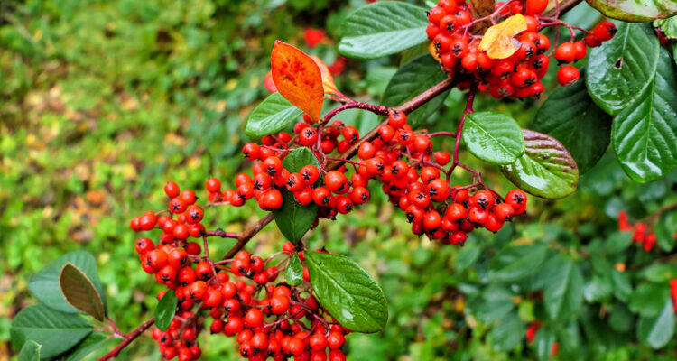 Cotoneaster