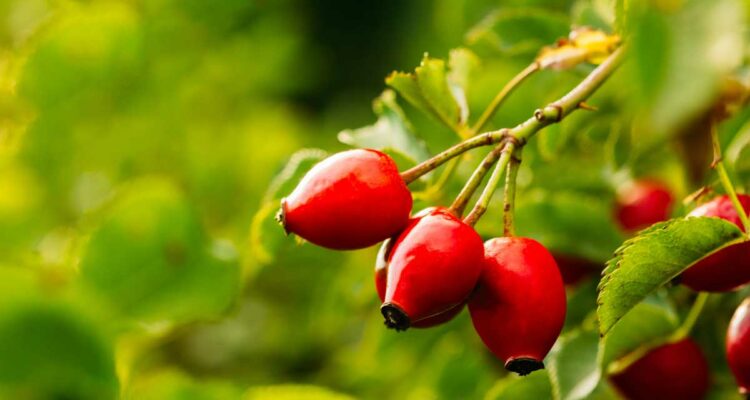 Fruits de rosier