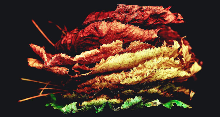 Feuilles d'automne