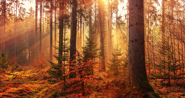 forêt en automne