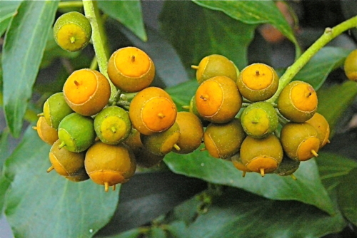 Hedera poeticum - Bobbruxelles-Edit Hedera poeta rum