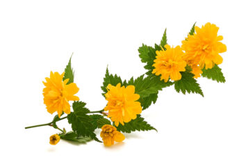 Kerria japonica