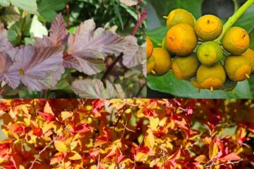 massif bronze orange