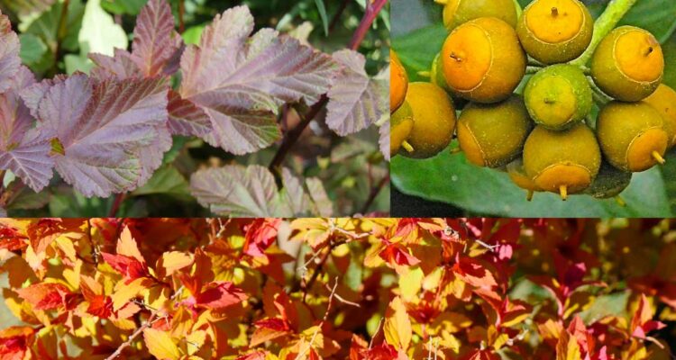 massif bronze orange