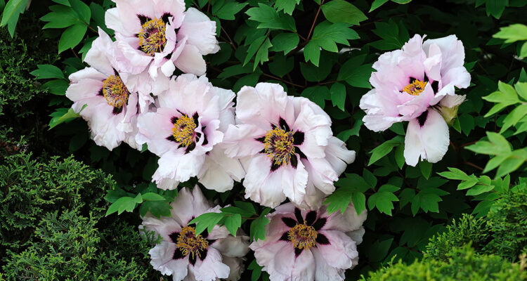 Pivoine rockii