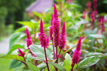 floraison rose