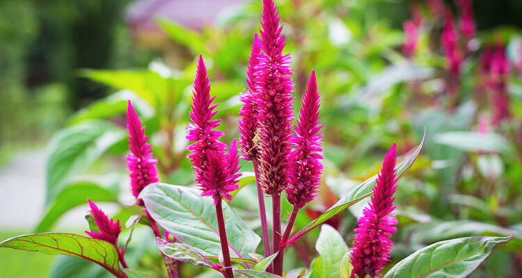 floraison rose
