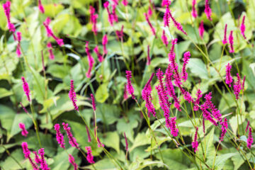 Calendrier lunaire Hortus Focus