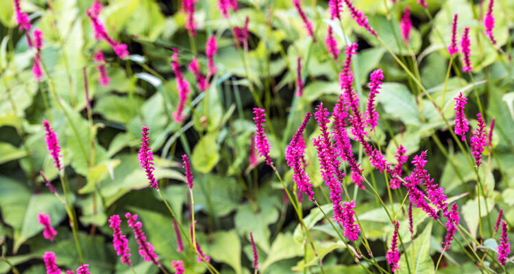 Calendrier lunaire Hortus Focus