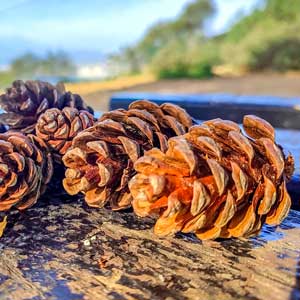 Pommes-de-pin-Bernard-AdobeStock_541308751 pommes de pin