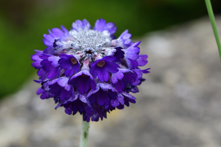 Primula capitata Mooreana - Tom Meaker -Edit Primevère de l'Himalaya