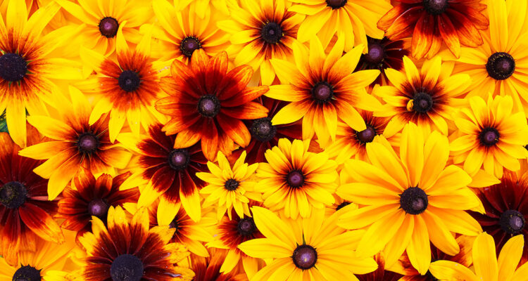 fleurs de fin d'été et d'automne