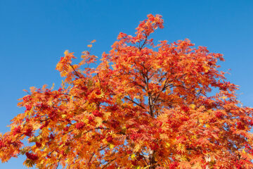 Sorbus en automne