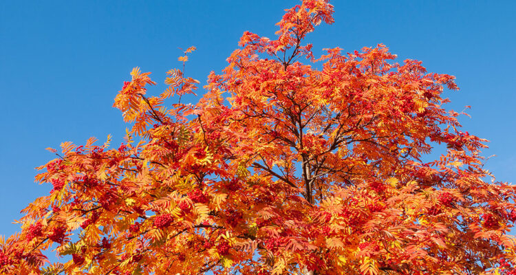 Sorbus en automne