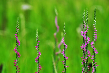 Spiranthes cernua