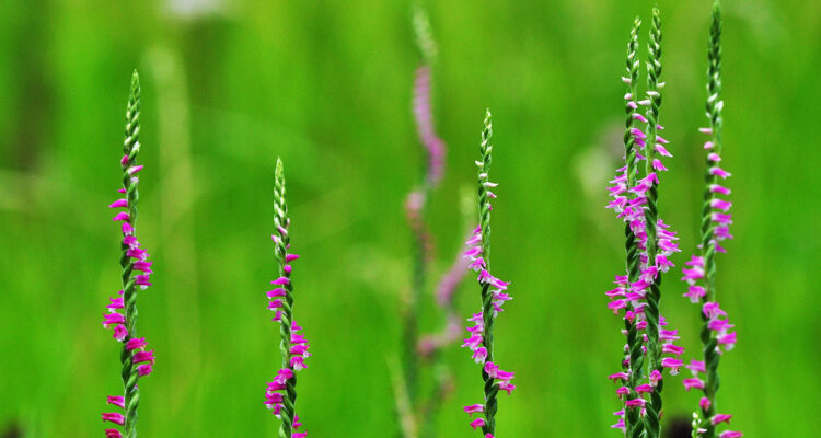 Spiranthes cernua
