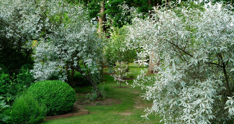 Les jardins de la Mansonière
