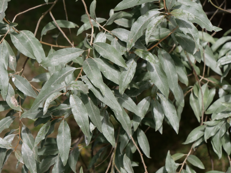 _1100191. Eleagnus Quicksilver - Isabelle MorandJPG-Edit feuillage gris argenté