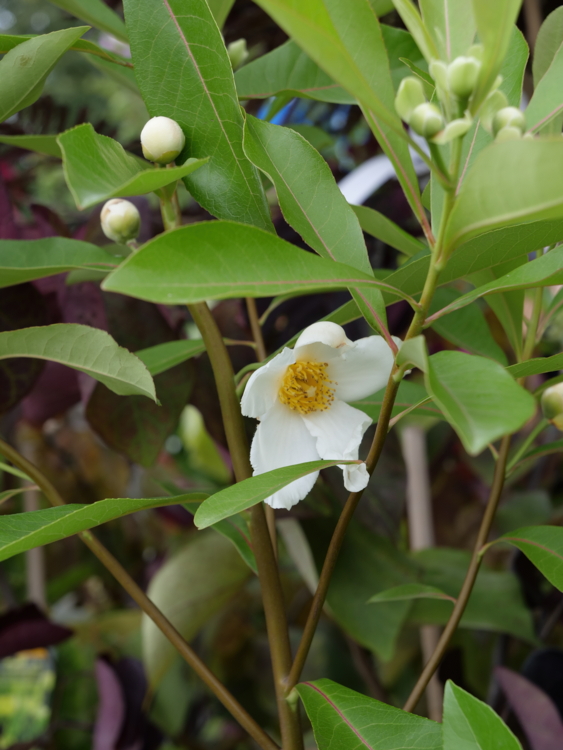 _1100774 Gordlinia grandiflora-Edit Gordlinia