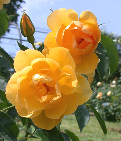 413px-RosaButtercup dr Rosa Buttercup