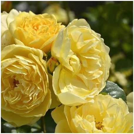 academie-d-orleans-eveacado-Edit Academie d'Orleans