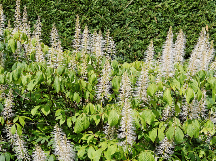 Aesculus parviflora -brytta -Edit pavier blanc