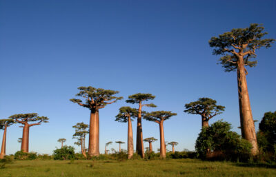 baoobab - pappystudio -Edit Baobab