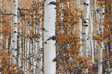 Bouleau en automne