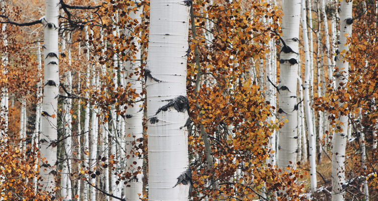 Bouleau en automne