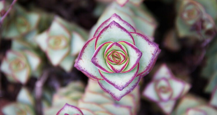 Crassula original
