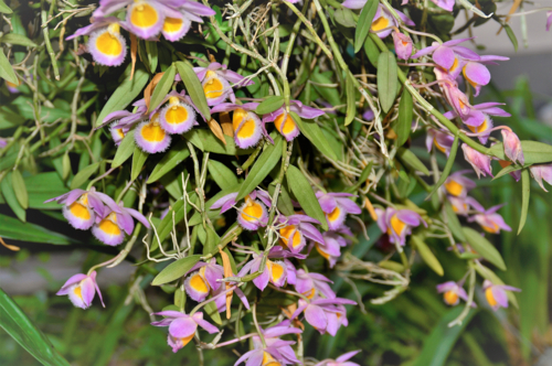 Dendrobium loddigesii - NancyAyumi -Edit Dendrobium loddigesii