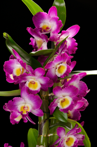 Dendrobium - Michel VIARD -Edit Dendrobium