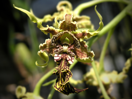 Dendrobium nobile - tommyhong -Edit Dendrobium spectabile