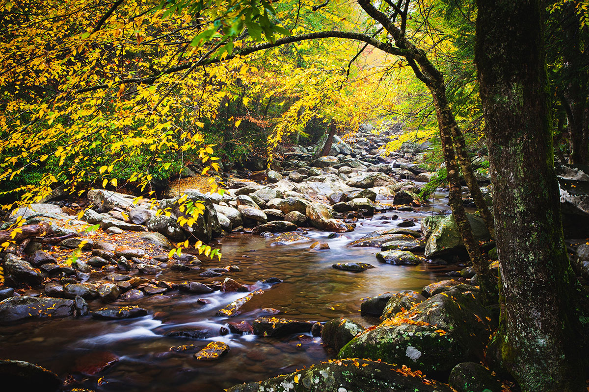 eau - rivière - automne - arbre - forêt - unsplash-1200x800 ©Unsplash