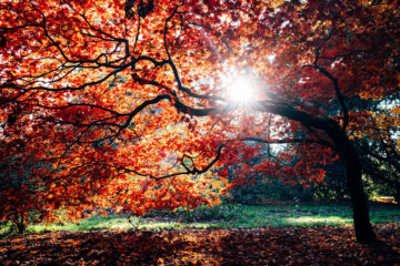 érable en automne