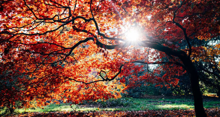 érable en automne