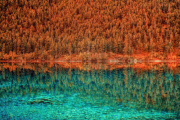 reflet de forêt
