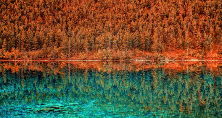 reflet de forêt
