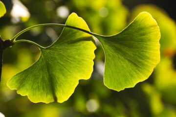 Ginkgo biloba