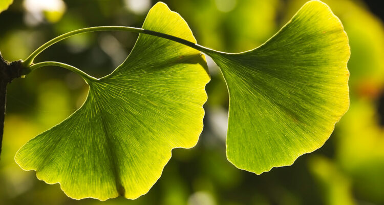 Ginkgo biloba