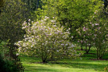 magnolia au printemps