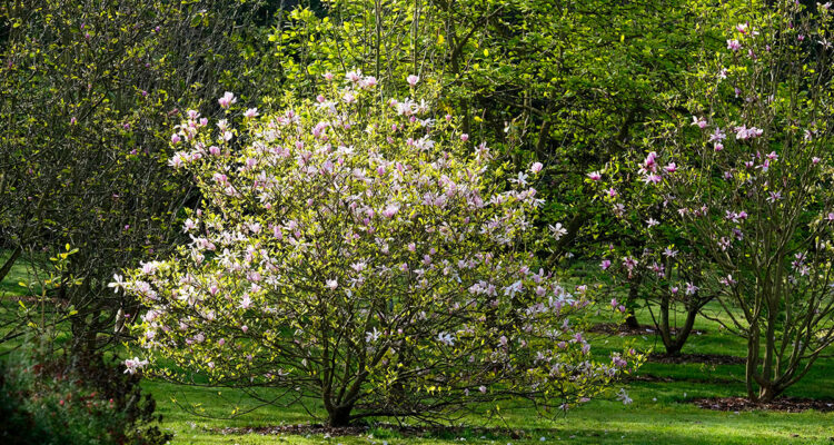 magnolia au printemps